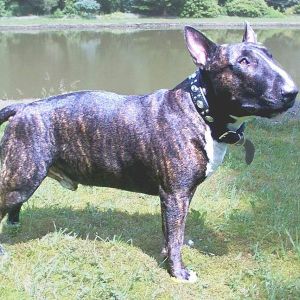 "Kampfhund": Bullterrier / Foto: Cohanne