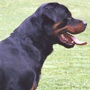 Rottweiler